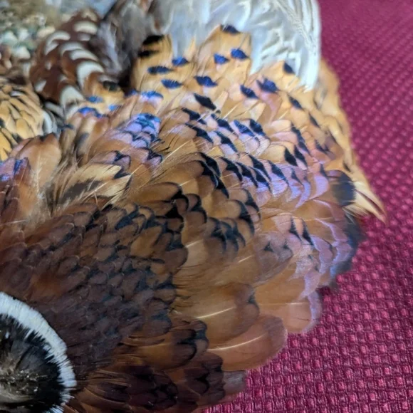 Colorful Taxidermy Pheasant With Tail Wall Mount Flat Display - Picture 4 of 8